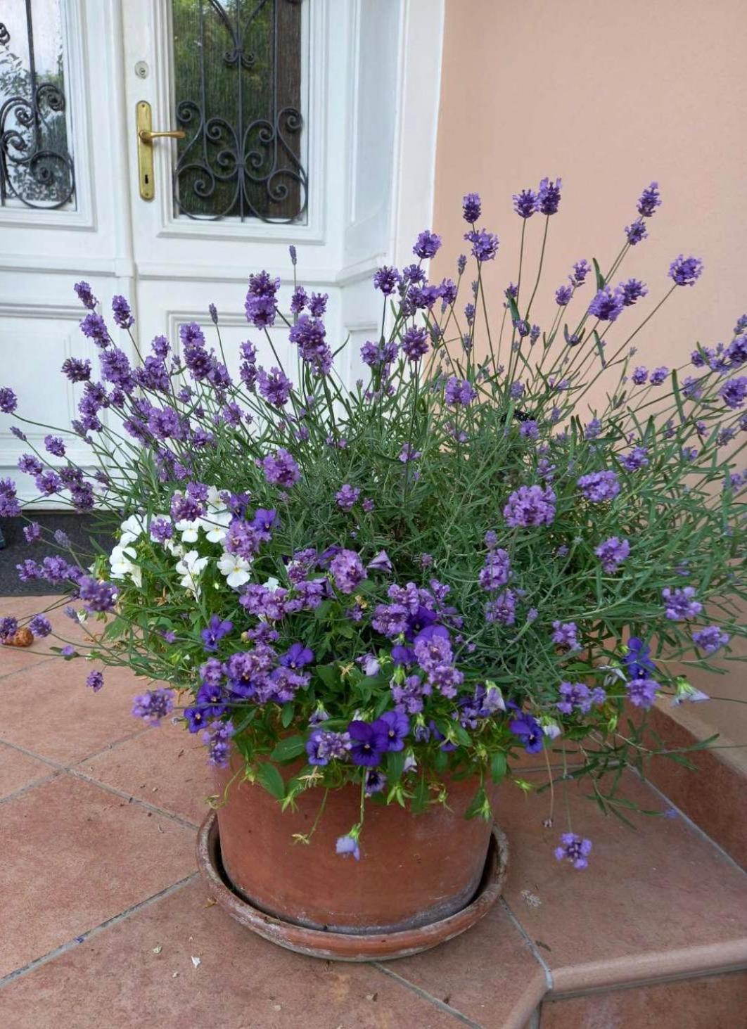 Villa Milada Πορτορόζ Εξωτερικό φωτογραφία